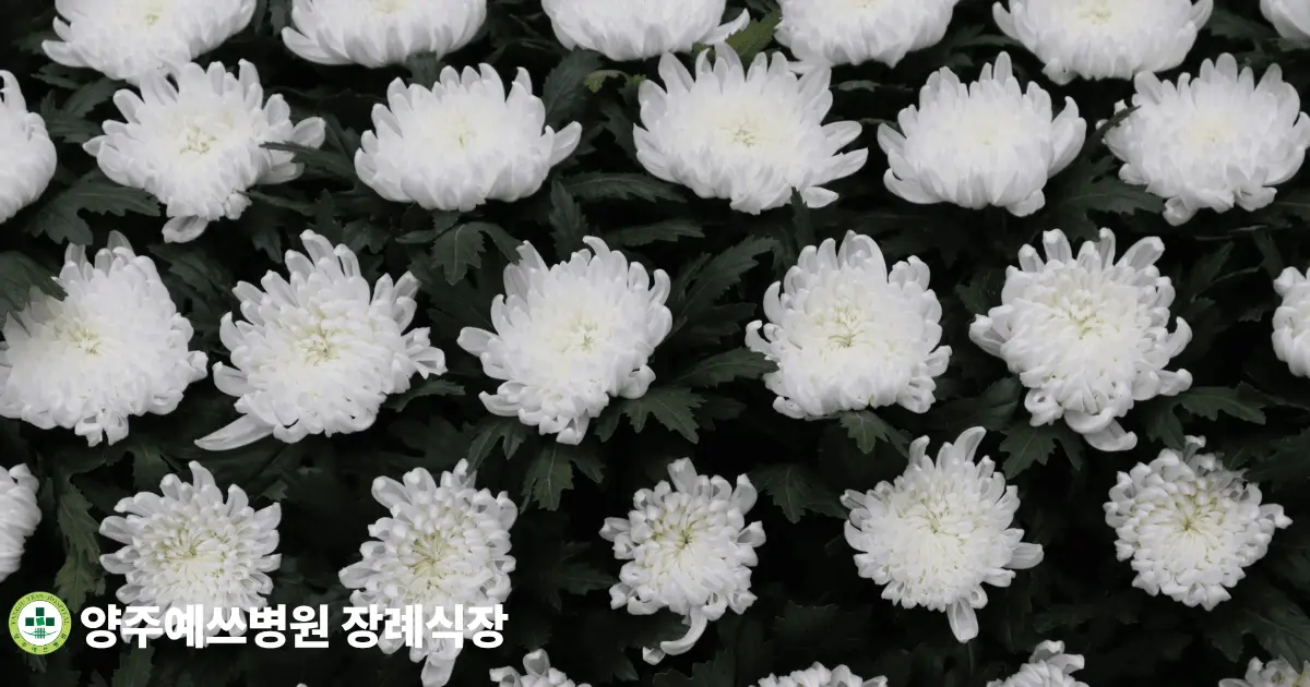 검은 배경을 채운 여러 송이의 흰 국화