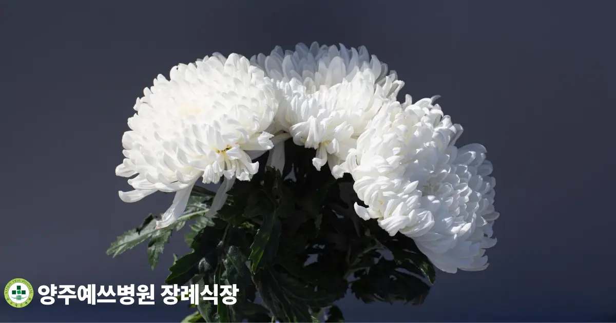 어두운 배경에 놓인 흰 국화 꽃다발